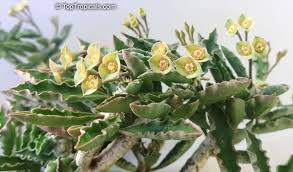 Image result for Euphorbia davyi