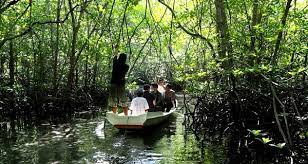 Visiting Nusa Lembongan Mangrove Forest In Bali Province Jak platby, ktere prijimame, ovlivnuji poradi. visiting nusa lembongan mangrove forest