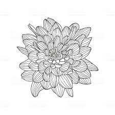 Linear Vector Hand Drawn Chrysanthemum Flower Royalty Free Linear Vector Hand Drawn Chrysanthemum Flower How To Draw Hands Chrysanthemum Flower Flower Drawing