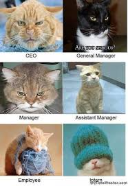 Pin By Kurei Kyra On Funny Funny Animals Cute Animal Memes Cute Animals