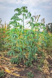 Image result for Manihot esculenta