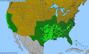 Image result for Isolepis prolifera