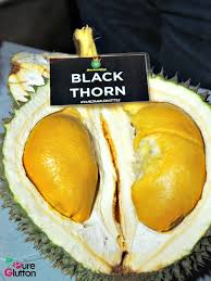 Pedagang durian tan chee keat menyebut harga durian musan king akan jauh lebih terjangkau sekarang ini.ada banyak durian bermerek tahun ini ada banyak durian bermerek tahun ini, seperti musan king, duri hitam, dan ang heh (udang merah). Durian King Ttdi Durians With A Cause On Sunday 14 August 2016 Pureglutton