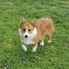 Puppies on this page are akc registered, vet checked and up to date on shots and. 5 Best Corgi Breeders In Texas 2021 We Love Doodles