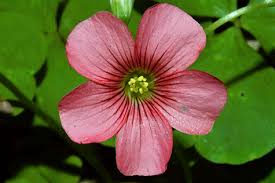 Image result for Oxalis debilis