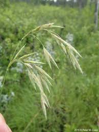 Image result for Bromus leptoclados