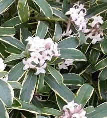 The hardiness of most of these plants will travel the world with a few trees and shrubs, from chile with the stunning red flowers of. Summer Ice Daphne