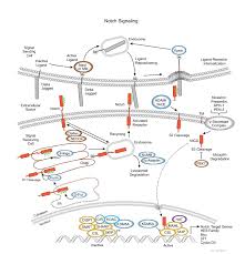 نتیجه جستجوی لغت [notch] در گوگل