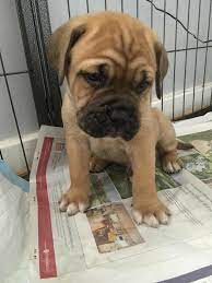 Americanlisted has classifieds in ithaca, michigan for dogs and cats. Bullmastiff Puppies For Sale Michigan Avenue Mi 247754