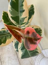 Image result for ficus elastica flower