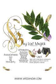 We did not find results for: The Magickal Properties Of Bay Leaves 101 Magick Herbal Magic Magic Herbs