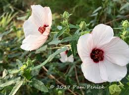 Image result for Pavonia rogersii