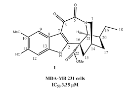 Image result for Tabernaemontana inconspicua