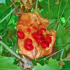 Image result for Momordica pterocarpa