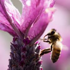 Check spelling or type a new query. Go Gardening Helping New Zealand Grow Garden Inspiration Tips And Advice From The Expert