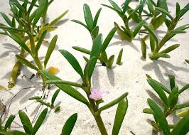 Image result for Sesuvium portulacastrum