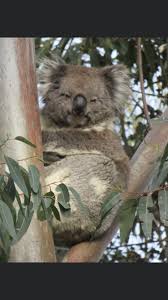 Pin By Jay Peg On Koala In 2020 Cute Animals Animals Koala Bear