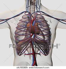 The thoracic cage (rib cage) is the skeletal framework of the thoracic wall, which encloses the thoracic cavity. Medical Illustration Of Male Chest With Arteries Veins Heart And Rib Cage Drawing Stk700380h Fotosearch