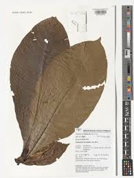 Image result for Leptactina benguelensis