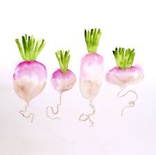 Kitchen Art Turnips Vegetable Prints Turnip Illustration Etsy Illustration Wall Art Vegetable Painting Botanical Art