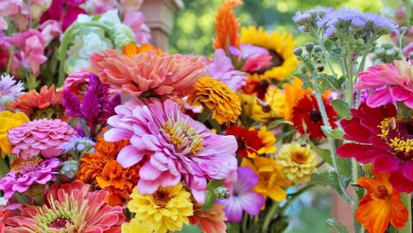 Flower Fields in NY You Can Visit | New York State Farm Guide