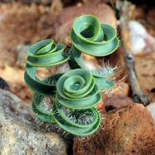 Image result for Dipcadi