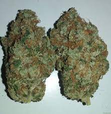This is due to its high thc % . Chem D Cookies Von Connoisseur Genetics Cannabis Sorten Infos