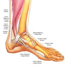 Arch And Tendons Anatomy Medical Anatomy Muscle Anatomy