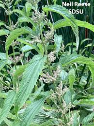 Image result for Urticaceae