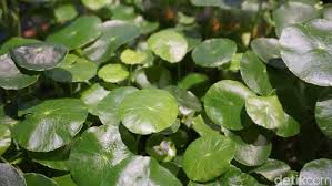 Antara yang senang diperolehi di pasaran se. Daun Pegagan Tanaman Liar Yang Beri 5 Manfaat Kesehatan