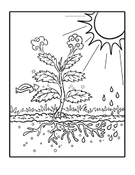 Termeszet Korforgasa Third Grade Science Photosynthesis Science Worksheets