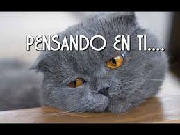 Mi Amor Te Extrano No Dejo De Pensar En Ti Youtube Amor Youtube I Love You