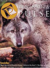 wolves at the door yes they are here by jim lundstrom they re here just like bears says dnr game warden neal healing arts arts and entertainment wolf