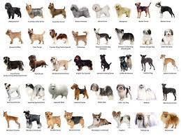 What Dog Breed Are You Dog Breeds What Dogs Dogs