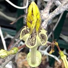 Image result for Ceropegia stenantha