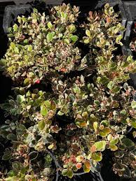 I finally moved a small one to a shadier spot. Breederplants Babies Of The Gaultheria Procumbens Winter Facebook