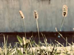 Image result for Setaria parviflora