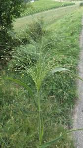 Image result for Panicum calvum