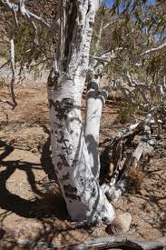 Image result for Boscia albitrunca