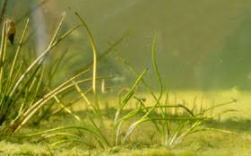 Image result for Isoetes