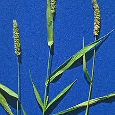 Image result for Setaria homonyma