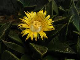 Image result for Nananthus