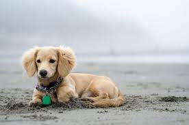 Her Hair Blows In The Wind Dachshund Breed Cream Dachshund English Cream Dachshund