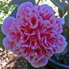 Volunteer Flowers Camellia Evergreen Shrubs
