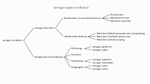 Fungsi stomata dalam mengatur pertukaran gas antara oksigen dan karbon dioksida pada daun, hal ini dibutuhkan dalam mengatur jalur metabolisme seperti fotosintesis dan respirasi anaerobik dalam sel tumbuhan. Lengkap Jaringan Tumbuhan Pengertian Ciri Ciri Sifat Struktur
