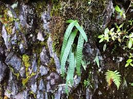 Image result for Lepisorus