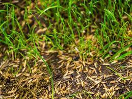Perennial ryegrass seed production has increased dramatically in the past five years in manitoba from less than 10,000 acres in 2003 to approximately 55,000 acres in 2007. Perennial Ryegrass A Great Addition To Your Lawn