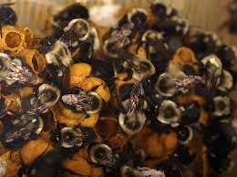 Rusty patched bumblebee nesting colony habitat. How Do I Identify A Bumblebee Nest Abc Humane Wildlife Control And Prevention