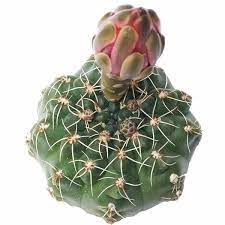 Find out more on caring for cacti & succulents! Dwarf Chin Cactus Gymnocalycium Baldianum And Succulent Care Guide Succulents Box