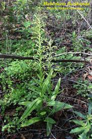 Image result for Habenaria silvatica